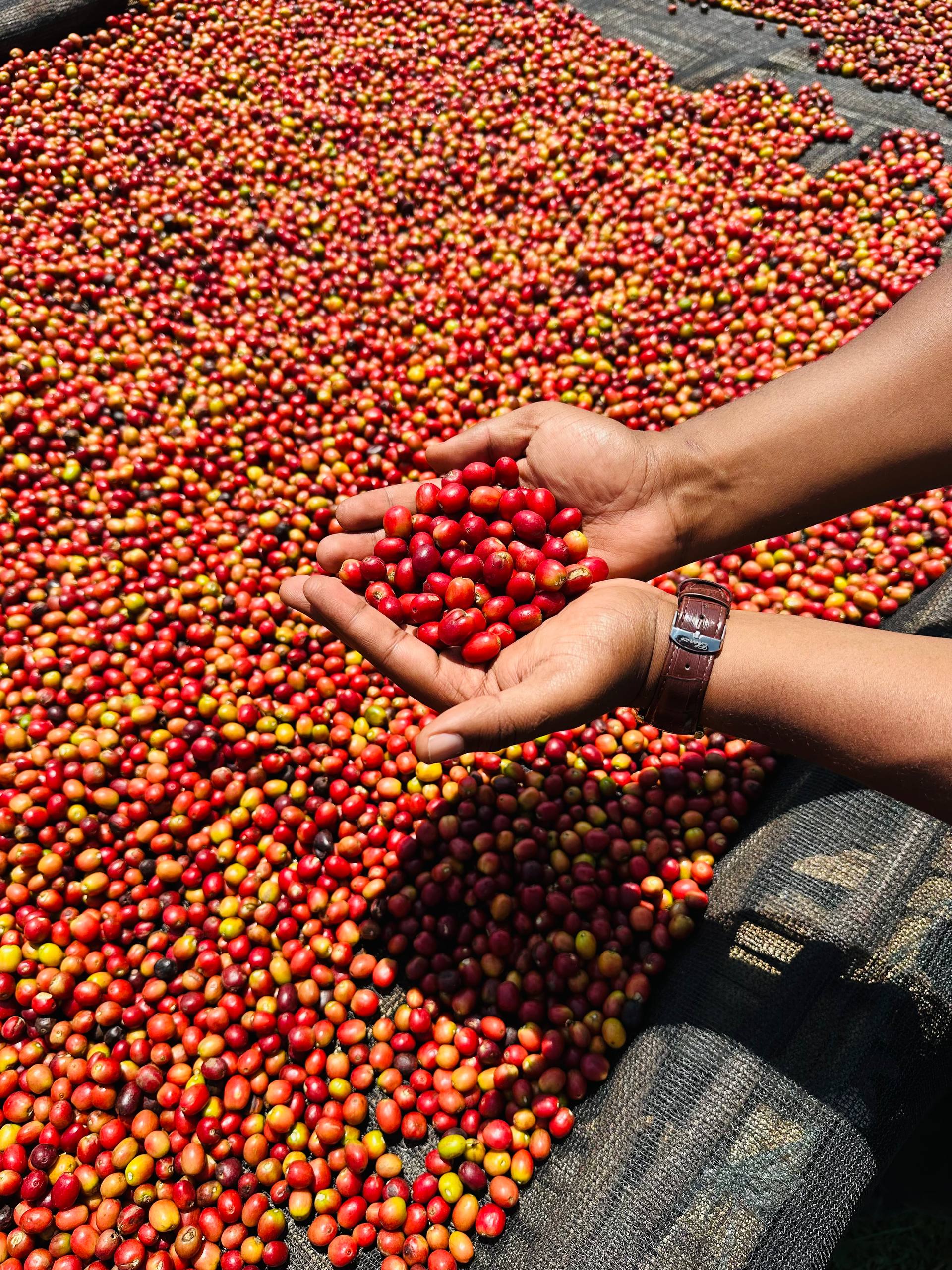 Green Coffee Beans