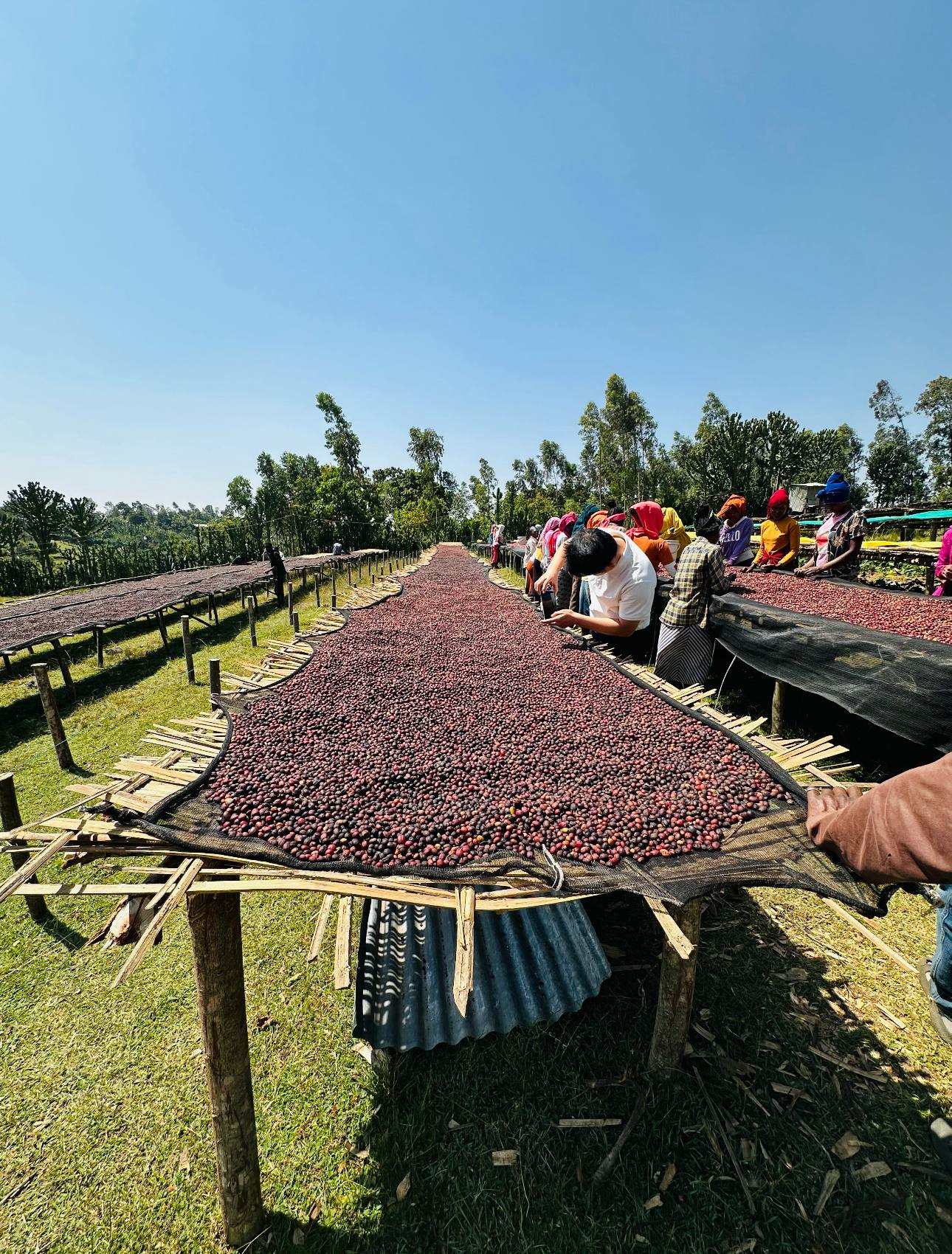 Coffee Varieties