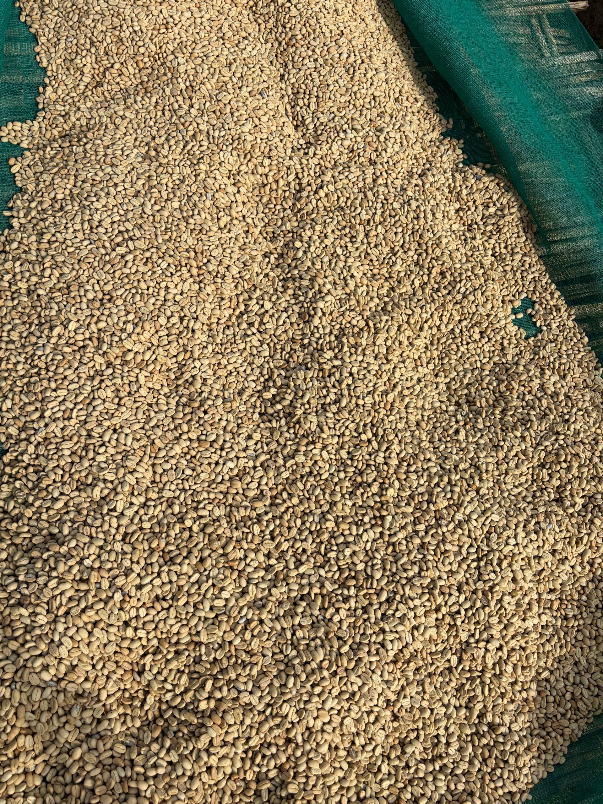 Arabica Selection
