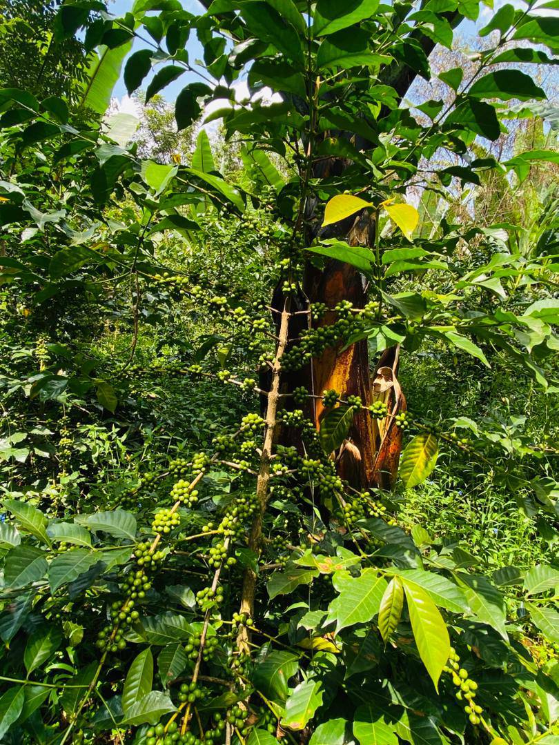 Shade-Grown Arabica