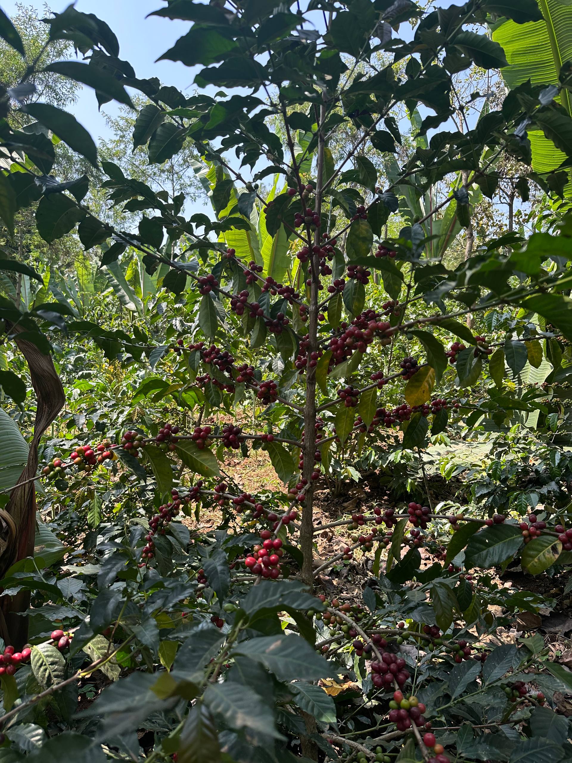 Harvest Season